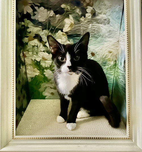 MABELL - Domestic Short Hair available for adoption