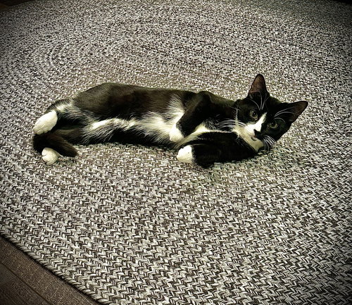 MABELL - Domestic Short Hair available for adoption