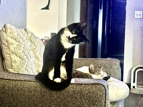 Mabell, an adoptable Domestic Short Hair in Cincinnati, OH