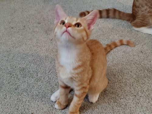 ROCKFORD - Tabby / Domestic Short Hair available for adoption