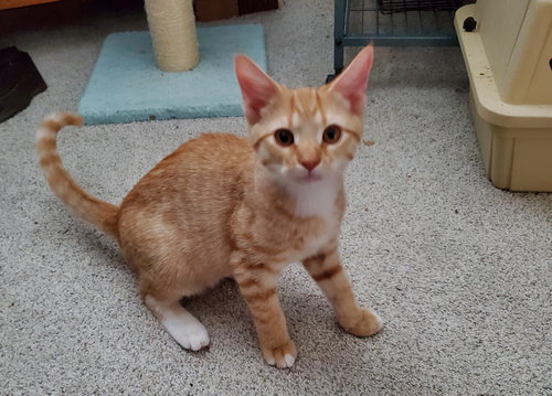 ROCKFORD - Tabby / Domestic Short Hair available for adoption