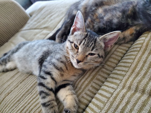picture of the cat needing adoption