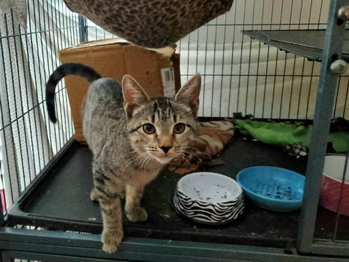 RUTHIE - Tabby / Domestic Short Hair available for adoption