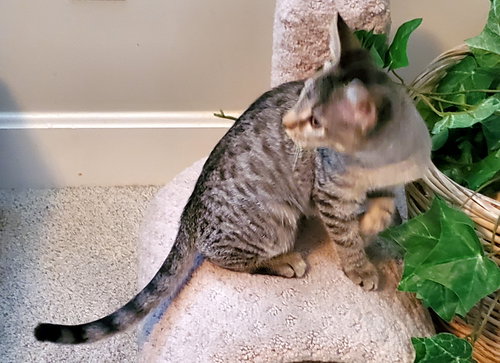 RUTHIE - Tabby / Domestic Short Hair available for adoption