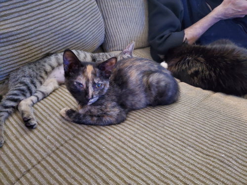 picture of the cat needing adoption