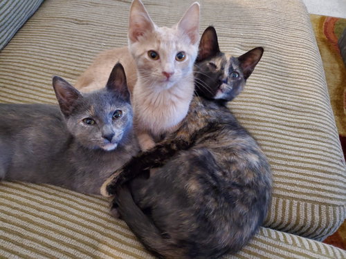 picture of the cat needing adoption