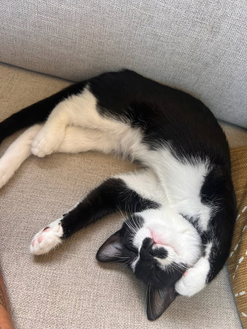 ZZ "OLIVE & MILO" COURTESY LISTING - Domestic Short Hair available for adoption