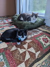 zz "Olive & Milo" courtesy listing - Photo 3