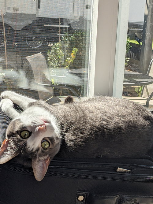 ZZ "MILO & OLIVE" COURTESY LISTING - Tabby available for adoption