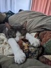 zz "Milo & Olive" courtesy listing - Photo 3