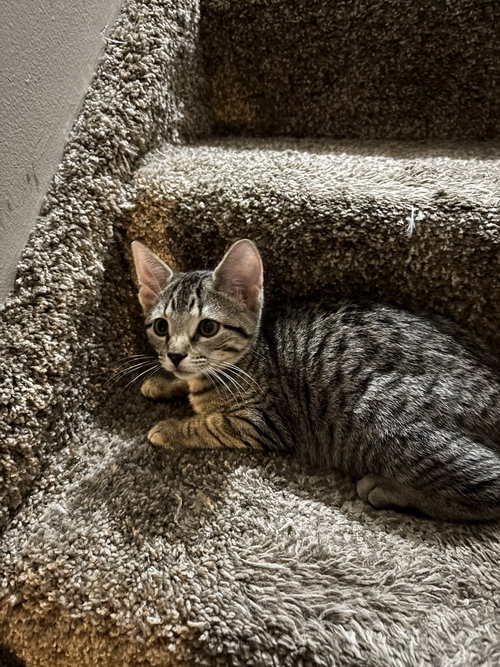 WOODSTOCK - American Shorthair available for adoption