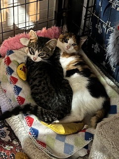AVA - Calico available for adoption