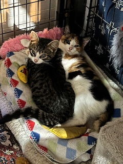 IVAN - Tabby available for adoption