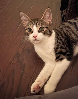 IVAN - Tabby available for adoption