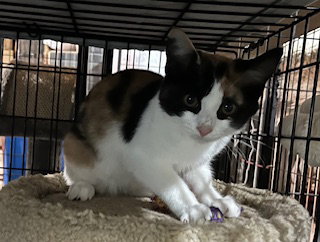 LENA - Calico available for adoption