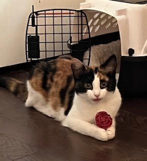 LENA - Calico available for adoption