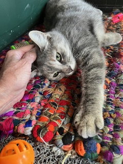 STERLING - Torbie available for adoption