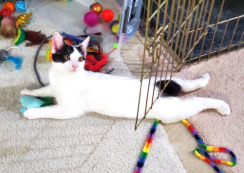 SPECIAL - Bobtail / Domestic Short Hair available for adoption