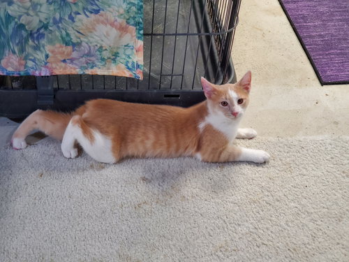 JEETERS - Bobtail / Domestic Short Hair available for adoption