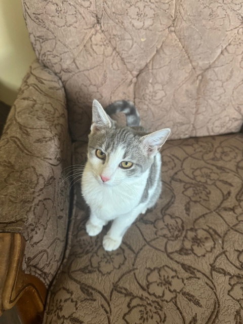 WANDA - Tabby / Domestic Short Hair available for adoption