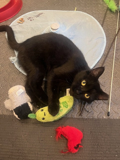 ANNE BONNY - Domestic Short Hair available for adoption