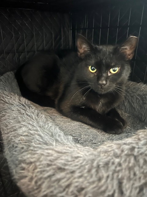 HAILEY - Domestic Short Hair available for adoption
