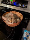 Abby Cadabby - Photo 3