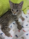Abby Cadabby - Photo 5