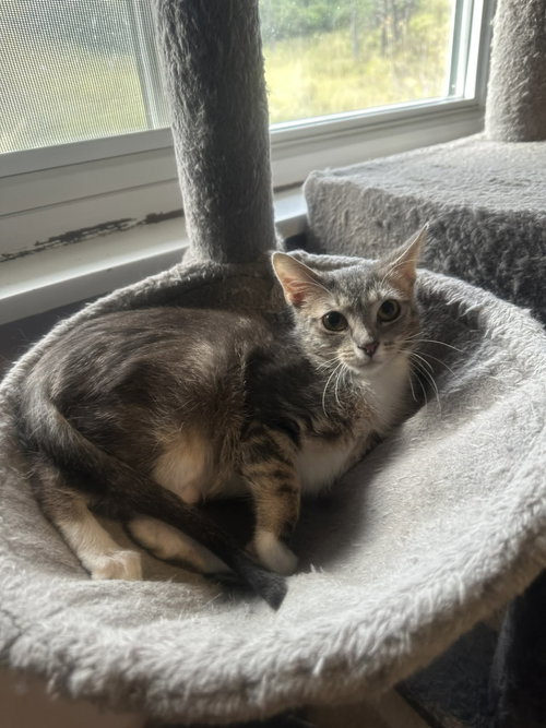 CRICKET - Tabby / Tuxedo available for adoption