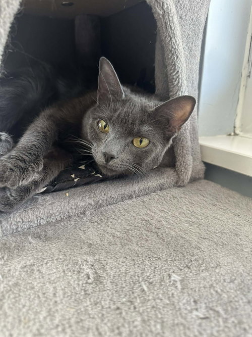 VIOLET - Russian Blue / Domestic Medium Hair available for adoption