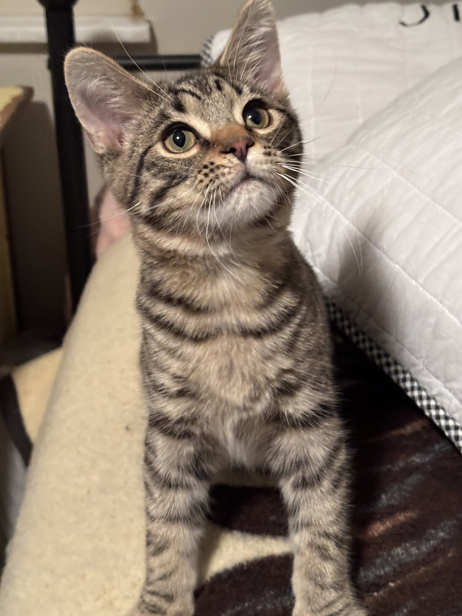 Gizmo Image