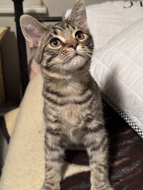 Gizmo, an adoptable Domestic Short Hair in Cincinnati, OH