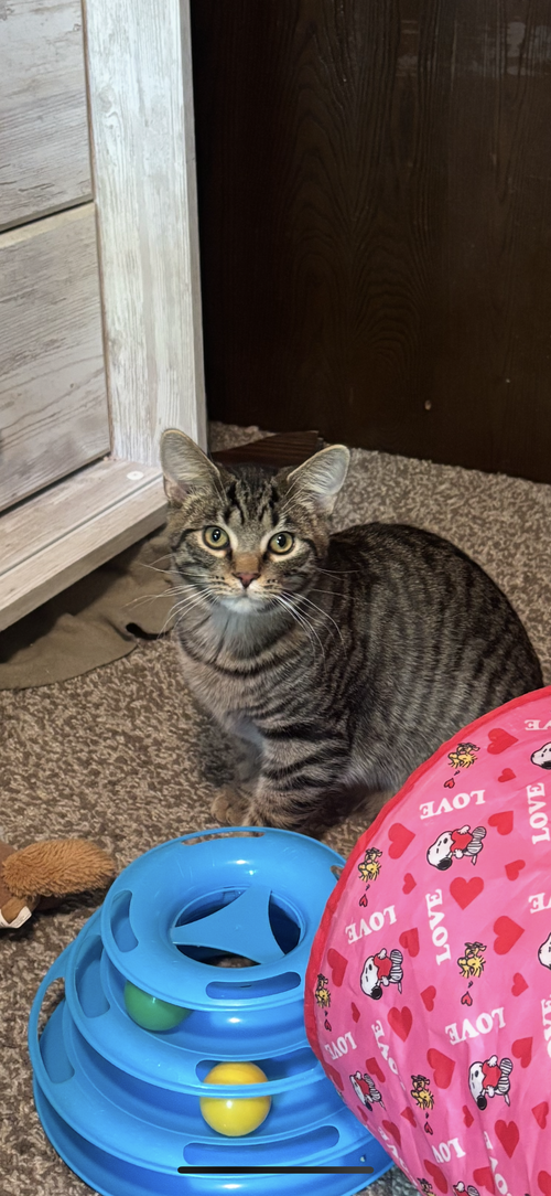 Gizmo, Baby Domestic Short Hair (short coat), cat for adoption in Cincinnati, Ohio