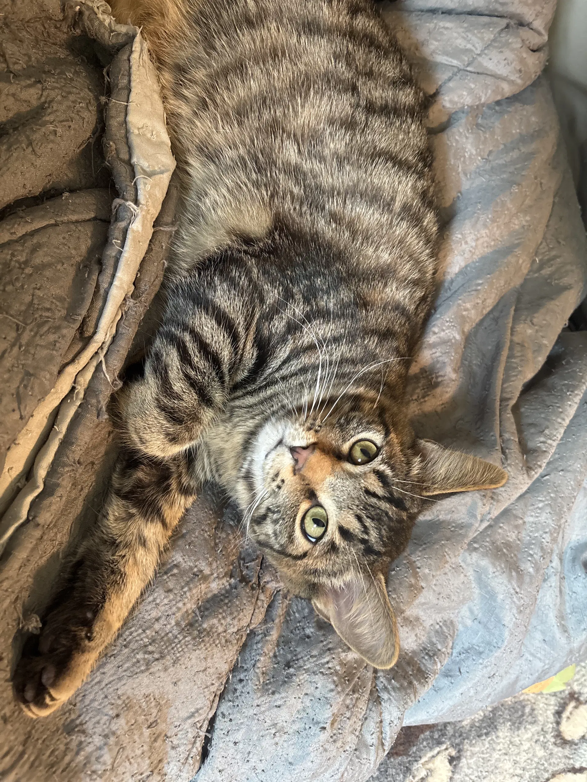 Gizmo image 2