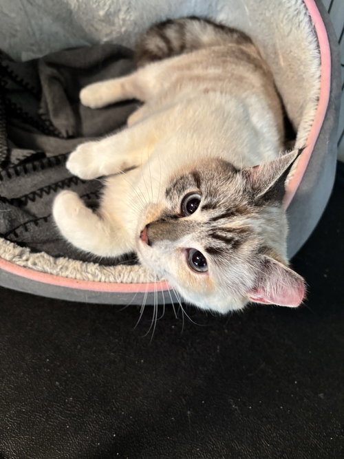 Talia, Young Siamese / Calico / Mixed (short coat), cat for adoption in Cincinnati, Ohio
