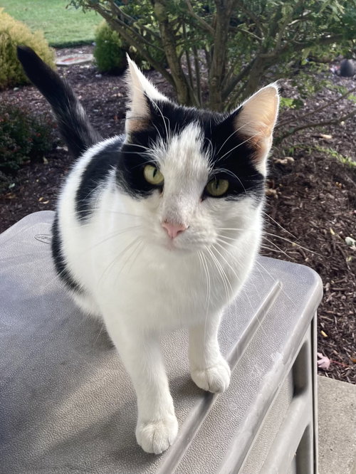 picture of the cat needing adoption