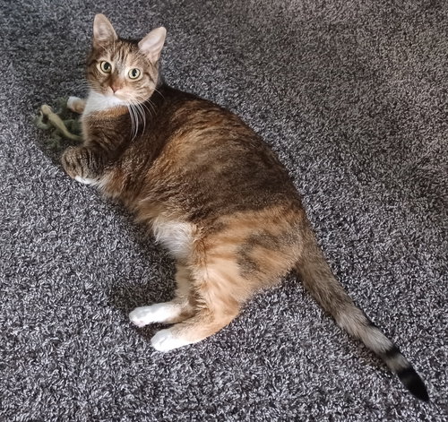 picture of the cat needing adoption