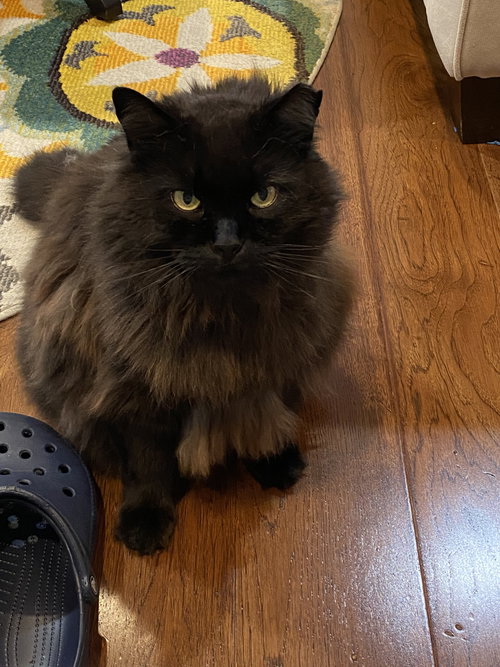 picture of the cat needing adoption