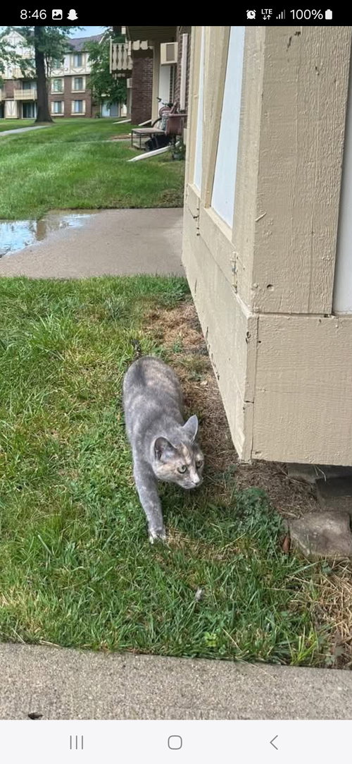 picture of the cat needing adoption