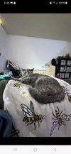 zz "Jenna's Tortie" courtesy listing - Photo 3