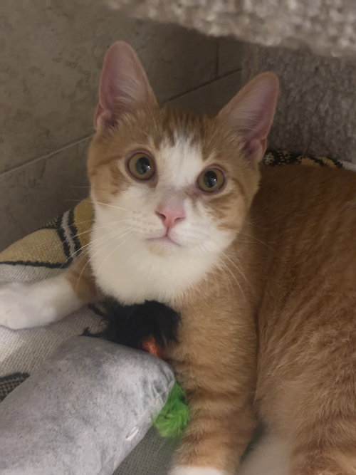CHARLIE RAY - Domestic Short Hair available for adoption