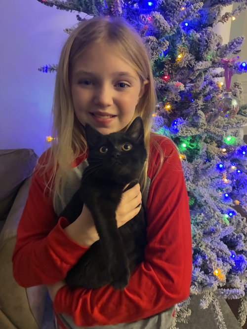 KOKA - Domestic Short Hair available for adoption