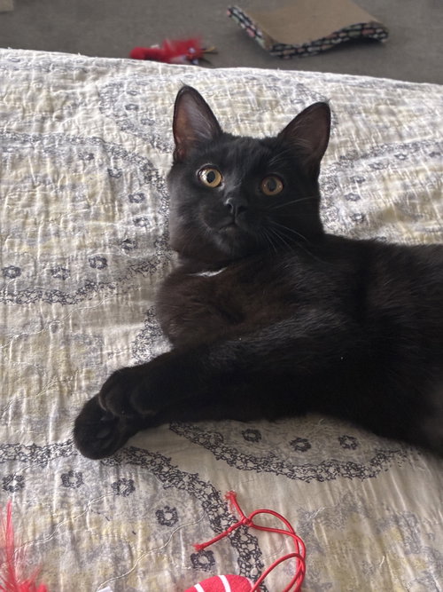 picture of the cat needing adoption