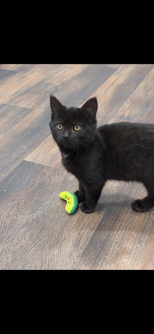 PEPPA - Domestic Short Hair available for adoption