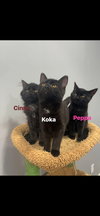 Peppa - Photo 5