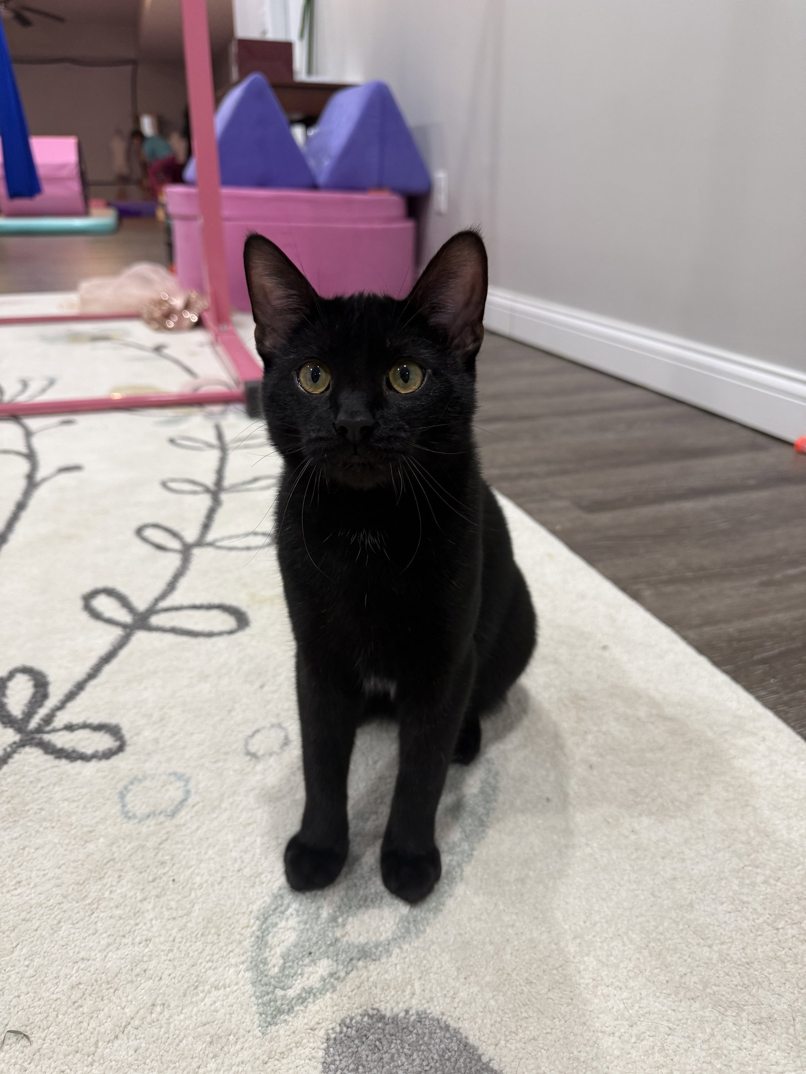 Panther Image