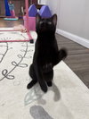 Panther - Photo 2