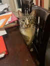 zz "Sebastian (Sebby)" courtesy listing - Photo 2