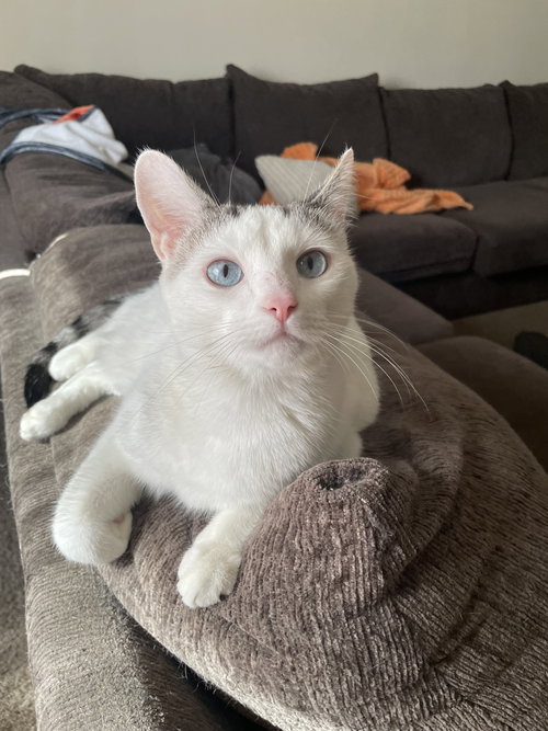 picture of the cat needing adoption