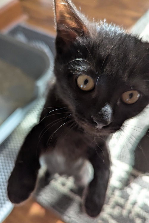 picture of the cat needing adoption